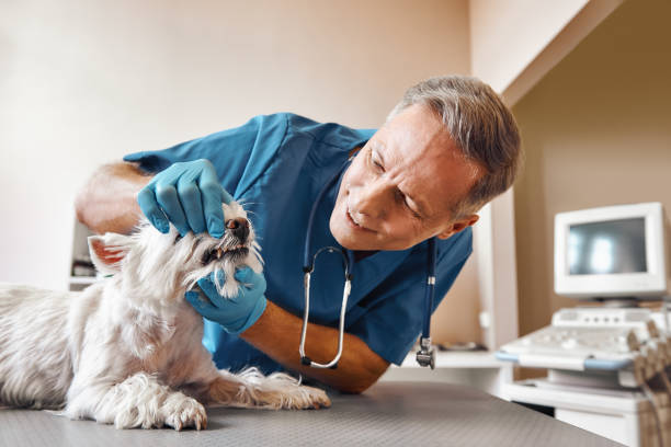 Best Emergency Tooth Extraction in Brewster, OH